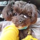 발트바우(WALD BOW) | [고양시 애견훈련운동장, 발트바우] 요즘 핫한 어질리티 체험! 우리애기 천재인가요?ㅎㅎ