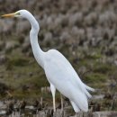 권농목장 | 이정보의 시조 1 - 76수 중 1~10수 (가마귀~꽃 피면)