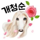 개 이쁘개 이미지