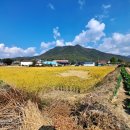 보은하다 이미지