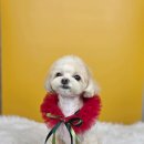 초량애견 이미지