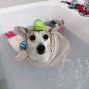 월 스트리트 애견유치원 이미지