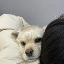 본동물메디컬센터 24시수성점 이미지