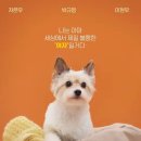 사랑스럽개 이미지