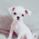선영애견샵 네이버블로그