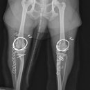 잠실베스트동물병원 수술재활센터 이미지