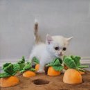 도그마루 강아지고양이 청주점 이미지