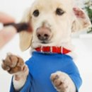 멍멍이매점 이미지