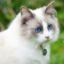 야당동물병원 이미지