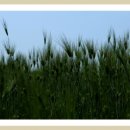 보리밭사이길로 이미지