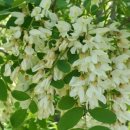 천사꽃펜션 이미지