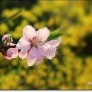 4월 12일 오늘의 탄생화 복숭아꽃 (Peach) 이미지