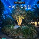 부천 수피아 식물원 야간개장 후기! 아이 동반 가족 나들이로 딱