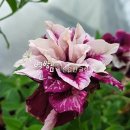 (주)하나마이 이미지