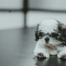 24시 바덴동물메디컬 이미지