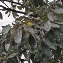 정선풍류펜션 이미지