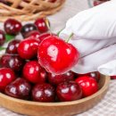 체리 이미지