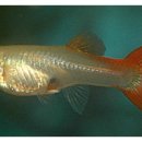 구피(guppy)