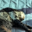 도톨그루밍 이미지