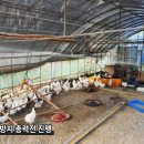 성심가축병원 네이버블로그