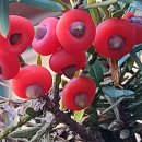 11월의 붉은 주목나무 열매. 이미지