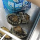 살아있는 완도전복을 택배로 집에서 만나세요. 초록믿음전복수산