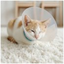 자인동물병원 이미지