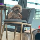 오늘DOG예쁨 이미지