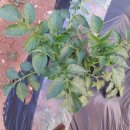 기쁨농장 이미지