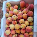 비금농장 이미지