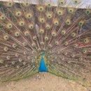 중앙흑염소농장 이미지