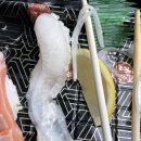 미조초밥