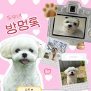 멍컷 | 강아지 방멍록만들기 , 강아지 포토부스 세컷 EPIK PRO 어플 리얼후기