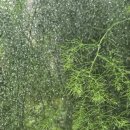 그초록 아스파라거스, <b>그</b> <b>초록</b>의 이면 ㅣ