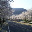 양산 소주공단 벚꽃 이미지