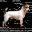 Jack Russell Terrier FCI-Standard (원문) 이미지