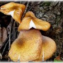 식용버섯의 종류와 모양 이미지