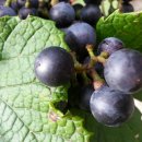 머루와 다래 이미지