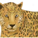 하바하바꾹 이미지