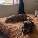 강아지사랑 이미지