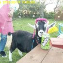 알파농장 이미지