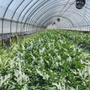 수정농장2 이미지