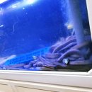 원주곰장어 이미지