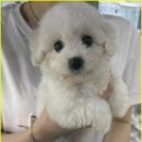 부산강아지분양 드림독 안심분양센터 부산점 이미지