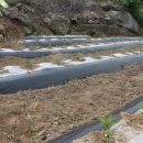 우승농장 이미지