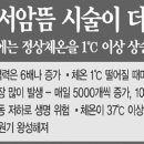 수지침&쑥뜸 이미지