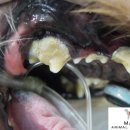 맘동물병원 이미지