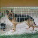 멍멍이집 이미지