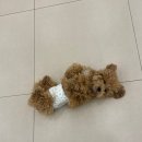 일산애견 이미지