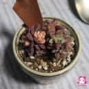 콩콩다육